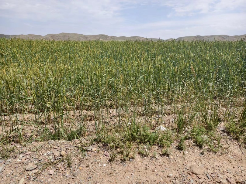 image-20240909202350-13