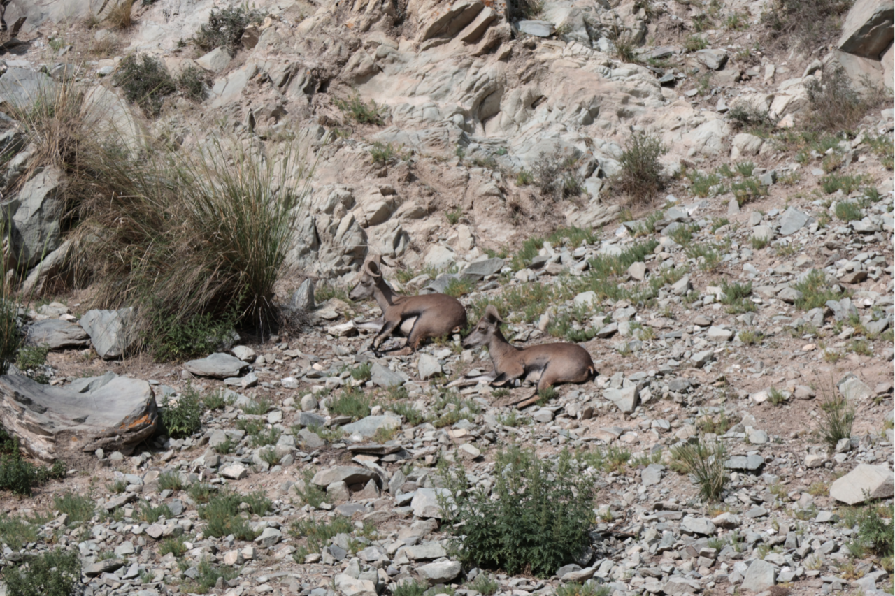 image-20240909202759-21